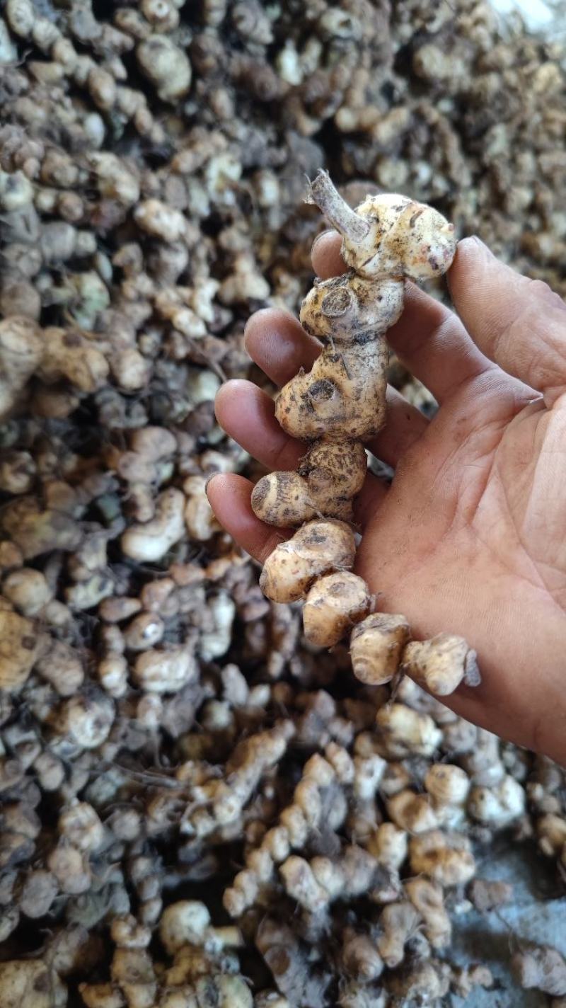 野生黄精，甜黄精，姜形黄精产地直发货源充足，有需要联系。