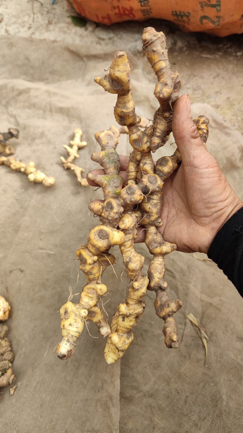 野生黄精，甜黄精，姜形黄精产地直发货源充足，有需要联系。