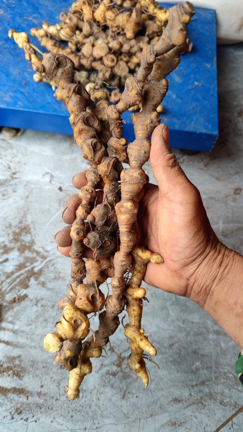 野生黄精，甜黄精，姜形黄精产地直发货源充足，有需要联系。