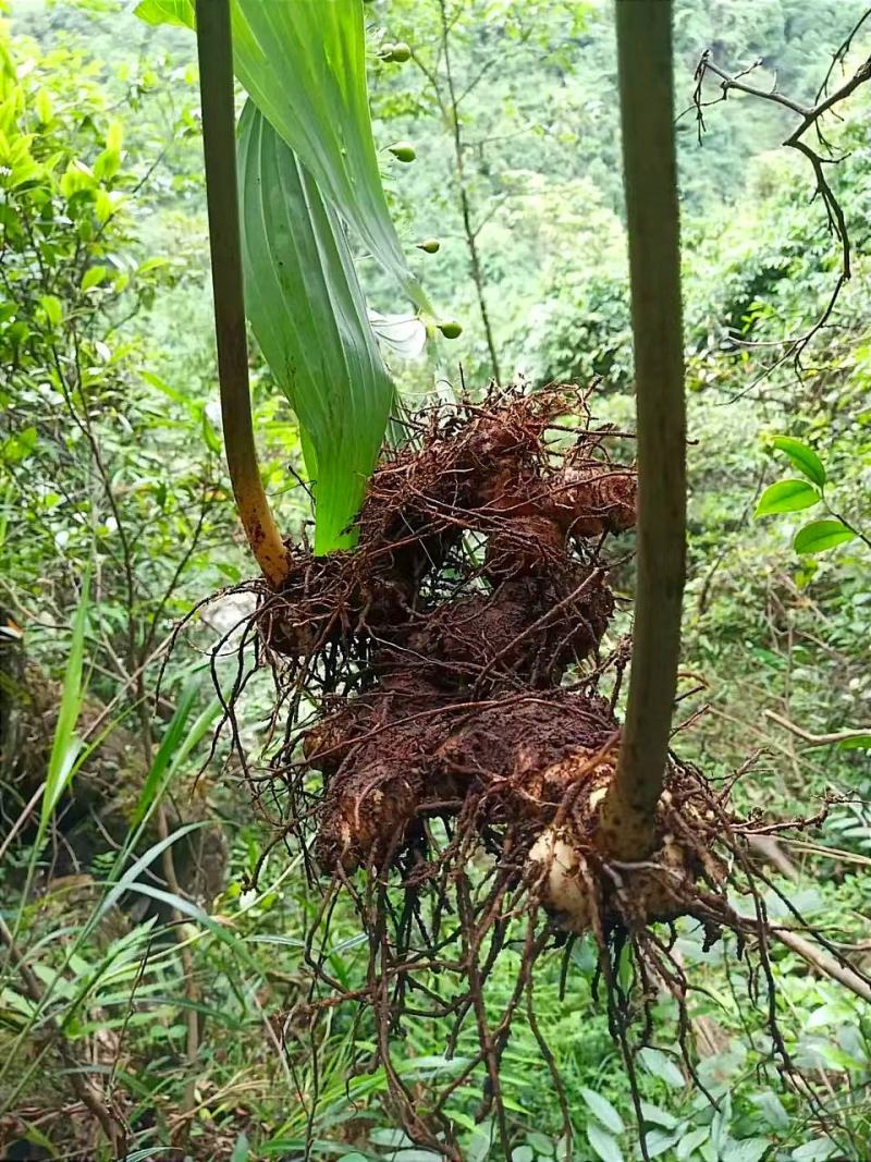 野生黄精，甜黄精，姜形黄精产地直发货源充足，有需要联系。