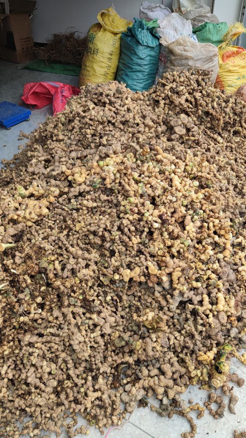 野生黄精，甜黄精，姜形黄精产地直发货源充足，有需要联系。