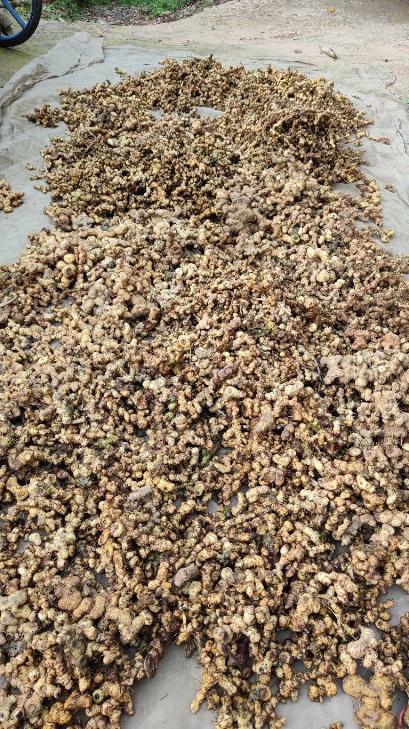 野生黄精，甜黄精，姜形黄精产地直发货源充足，有需要联系。