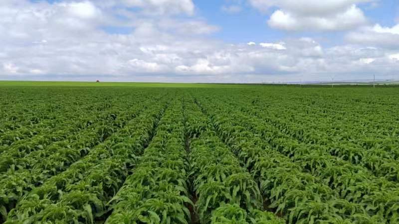 绿雏菊在春日田野中盛开