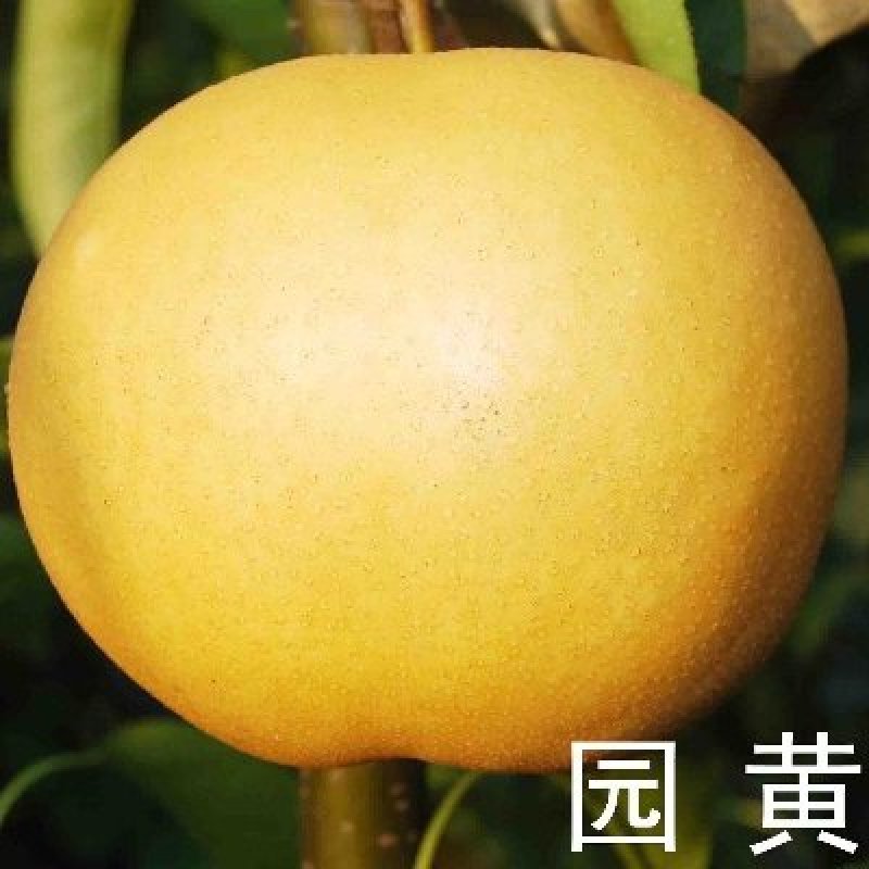 圆黄梨，套袋果，露天果，成熟上市，6两起步，脆甜无渣