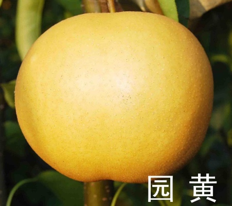 圆黄梨，套袋果，露天果，成熟上市，6两起步，脆甜无渣