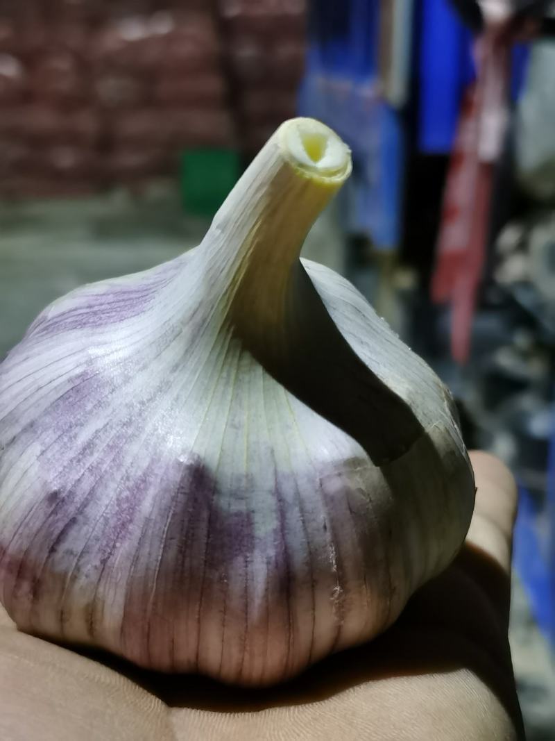 紫皮红瓣大蒜，蒜种