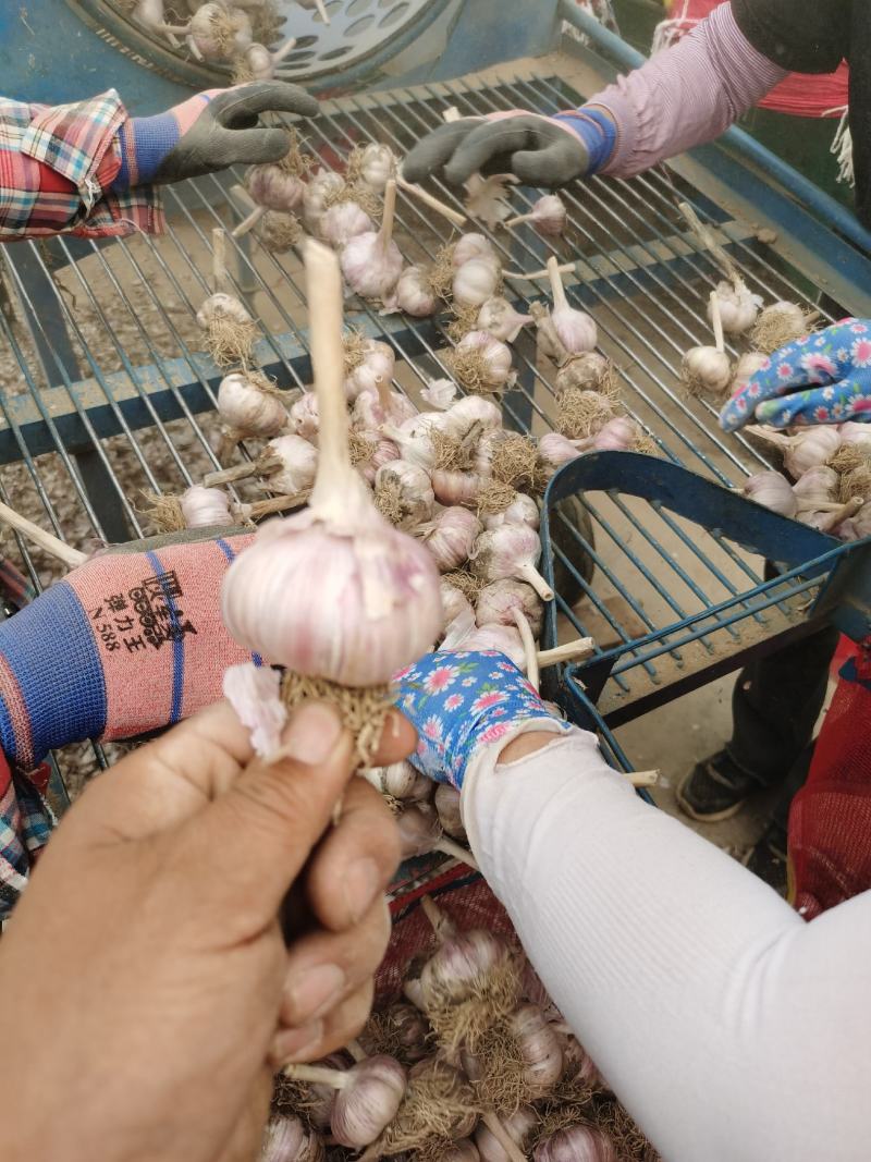 紫皮红瓣大蒜，蒜种