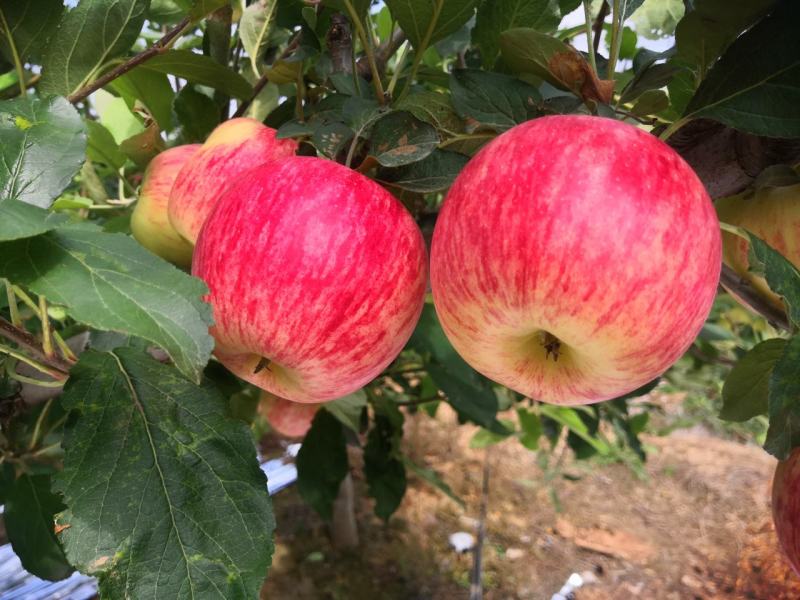 秦阳纸袋苹果即将大量上市货源充足需要请联系一亩田