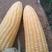 玉米/云南高原精品太阳花甜脆玉米黄甜玉米开始大量上了