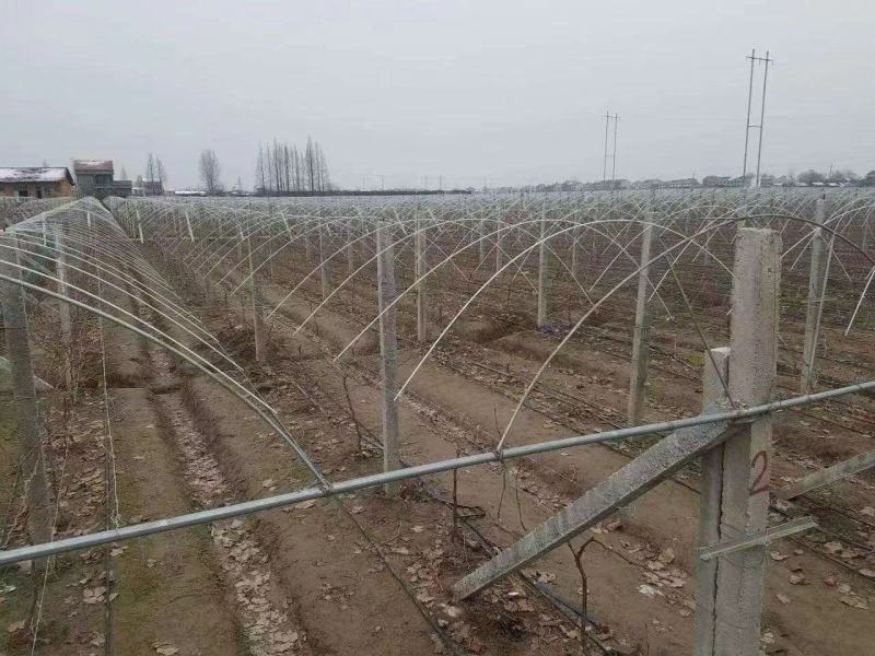 厂家批发玻璃纤维杆，保暖防寒葡萄避雨棚