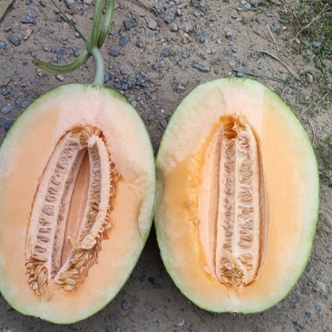 哈密瓜大量有货，价格美丽