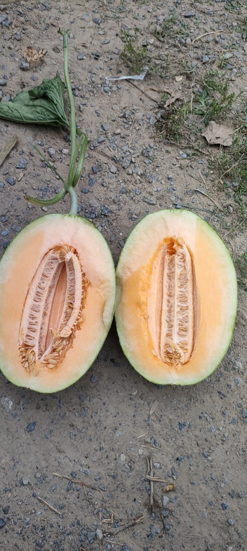 哈密瓜大量有货，价格美丽