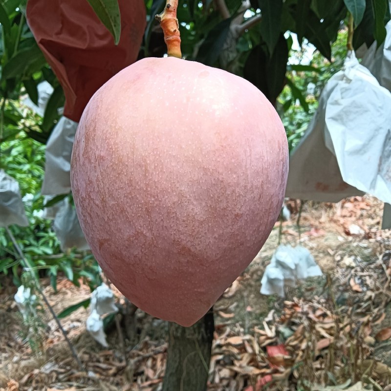 《肯特芒果》四川攀枝花原产地代办供货肯特热龙