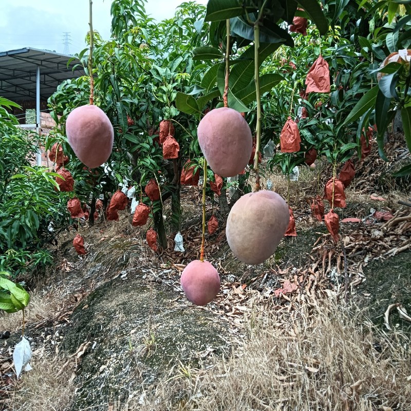 《肯特芒果》四川攀枝花原产地代办供货肯特热龙