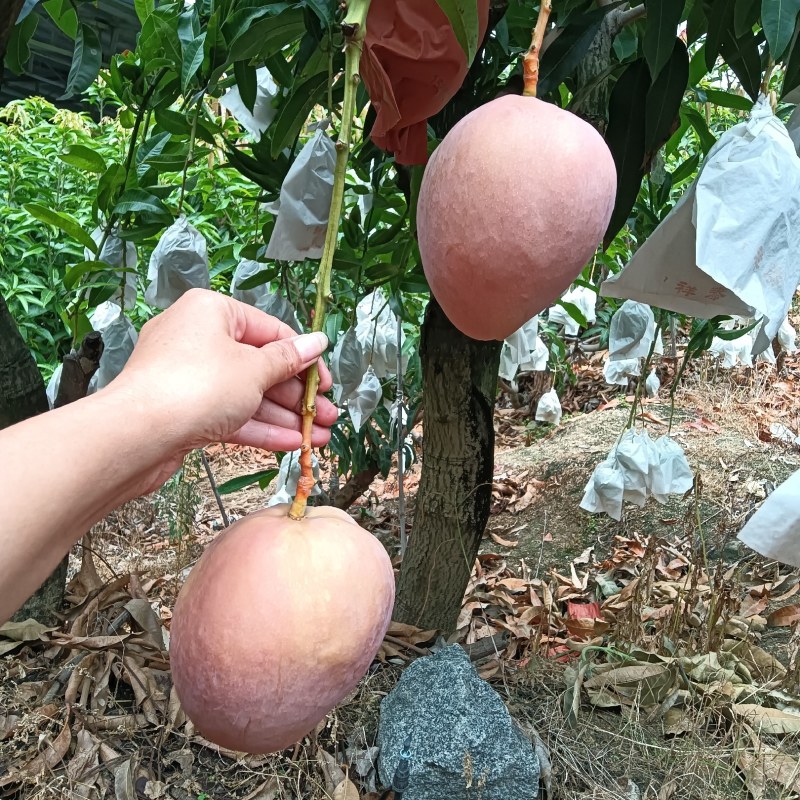 《肯特芒果》四川攀枝花原产地代办供货肯特热龙