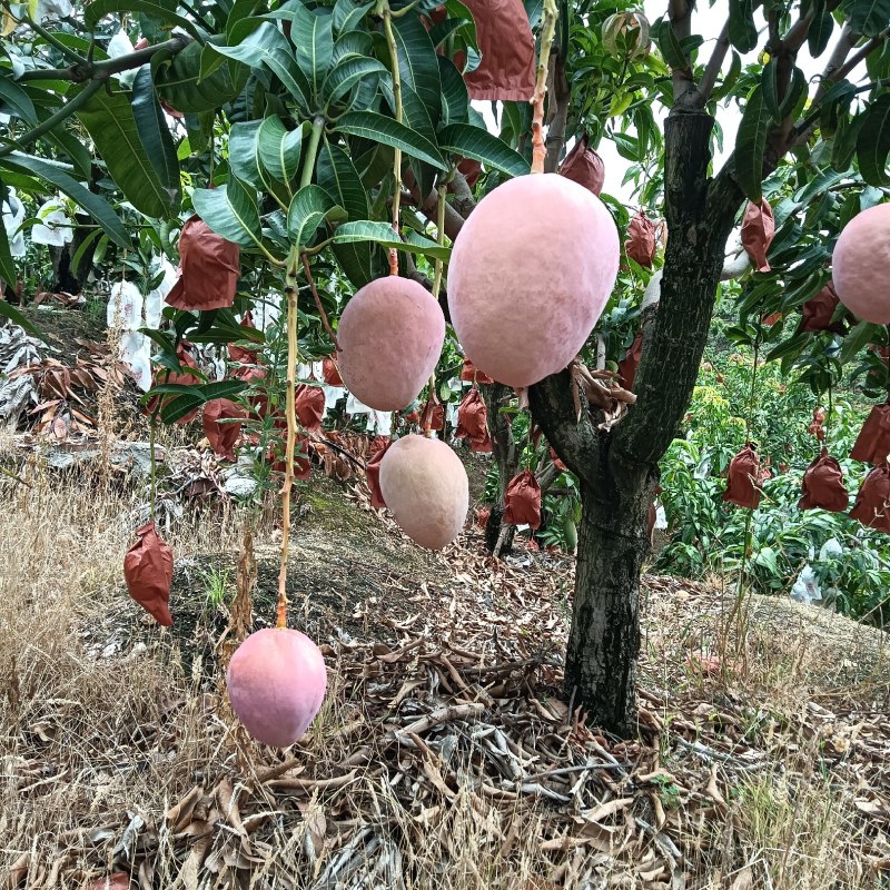 《肯特芒果》四川攀枝花原产地代办供货肯特热龙