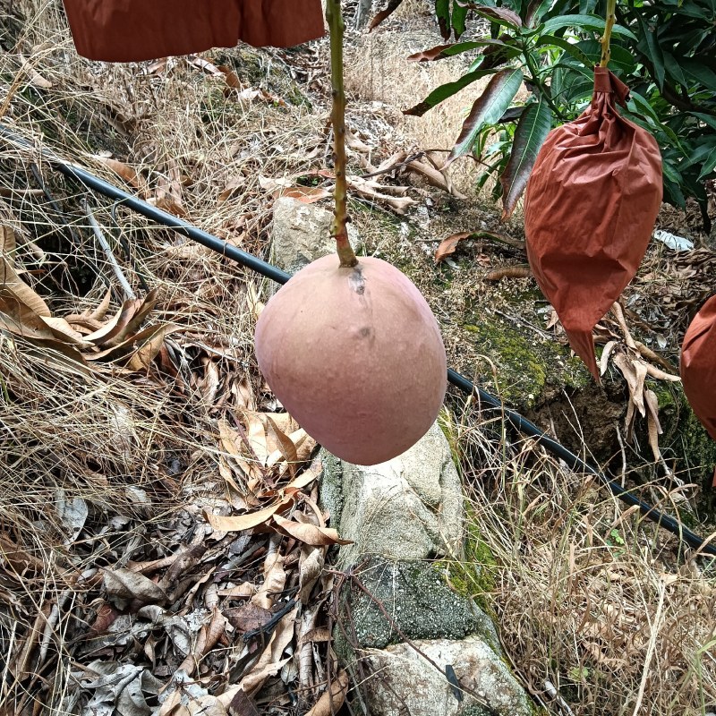 《肯特芒果》四川攀枝花原产地代办供货肯特热龙