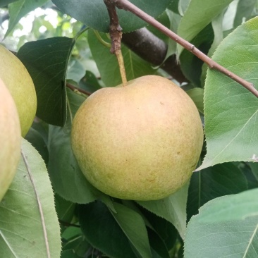 玉露香梨