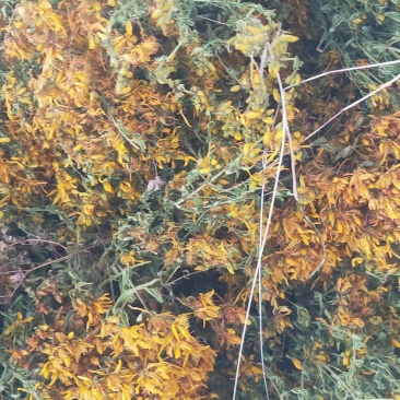甘肃纯野生贯叶连翘