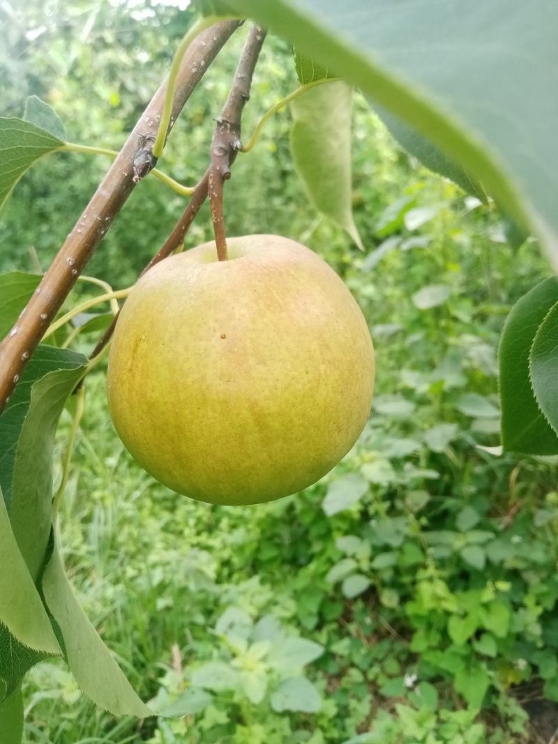 玉露香梨