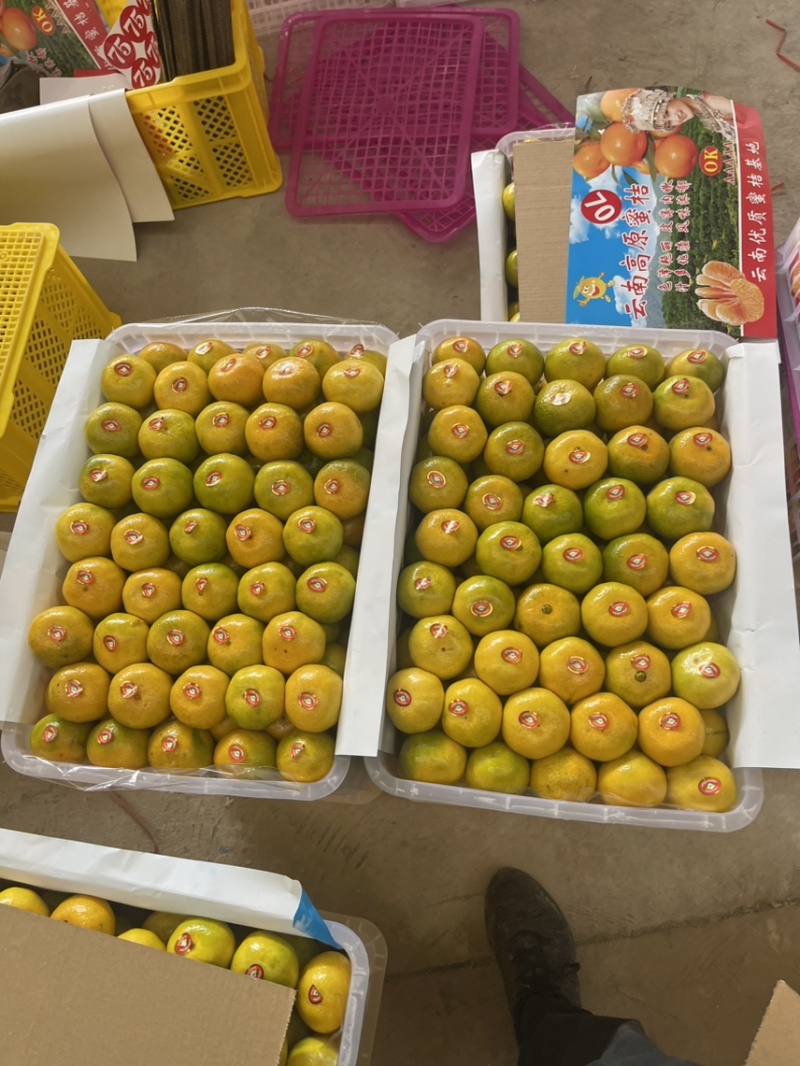 云南蜜橘