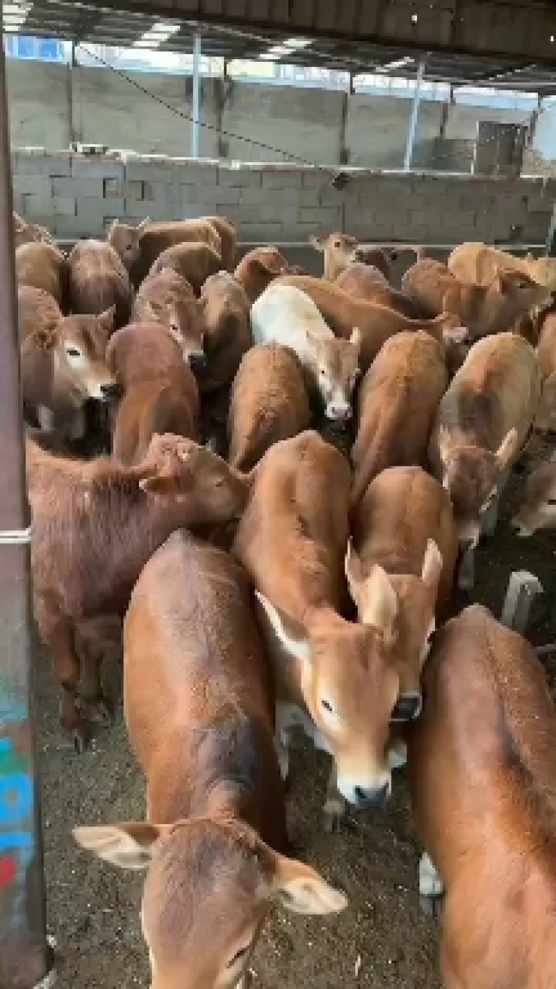 改良黄牛批量出栏全国免费运输送货到家货到付款，送铡草机