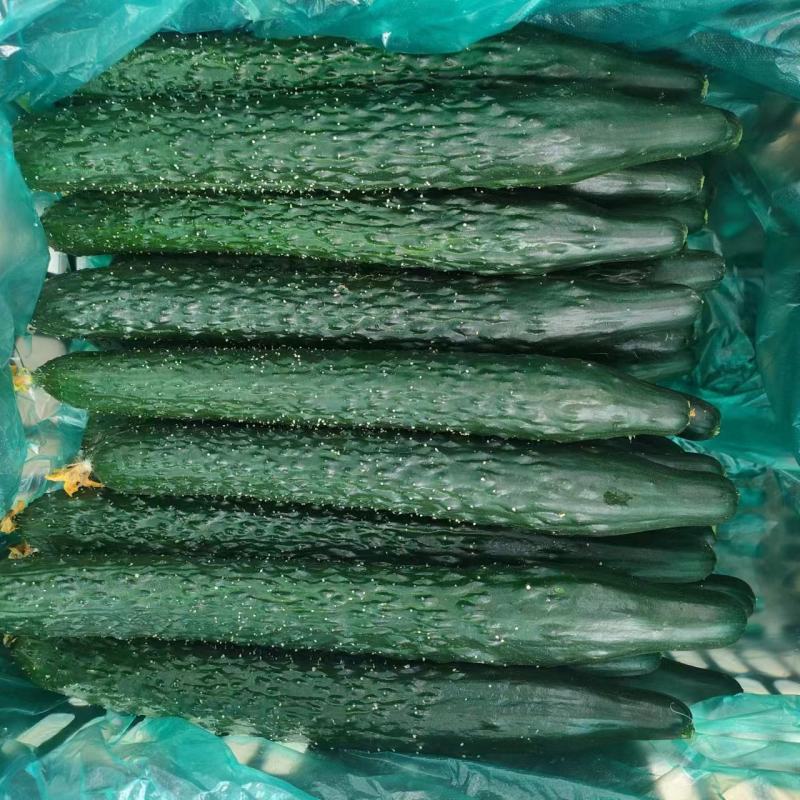 黄瓜，产地直销量大从优全国可发质量保证牛商推荐