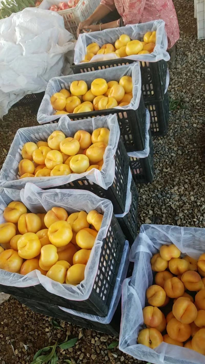 黄油桃/蒙阴油桃/山东桃色泽光口感脆甜欢迎来电咨询