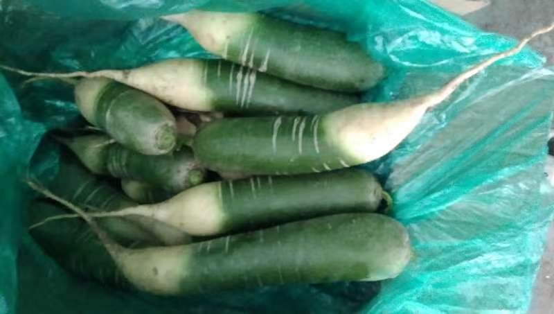 不同萝卜品种对比图