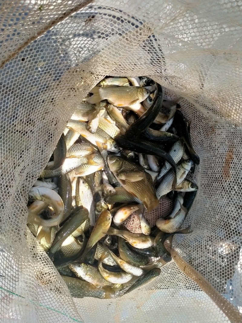 出售草鱼苗，50-200