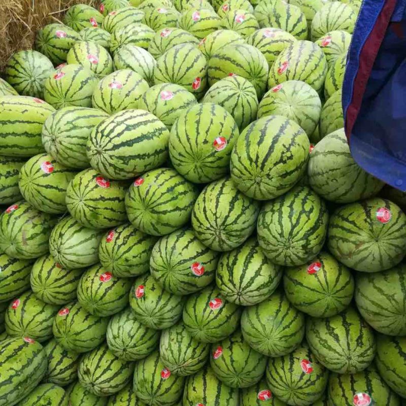 甘肃硒砂瓜，硒砂瓜大量有货提前联系预定，量大优惠