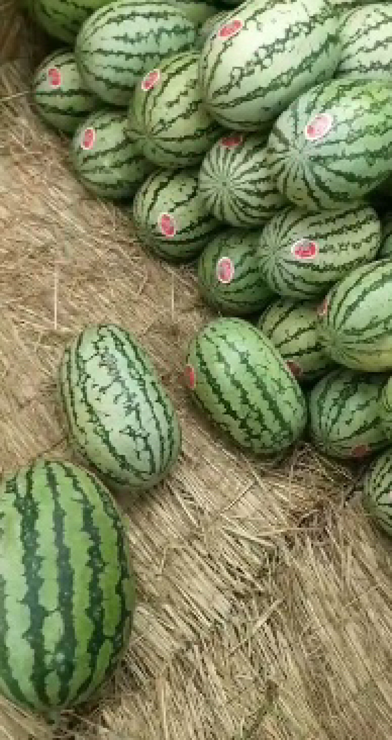 甘肃硒砂瓜，硒砂瓜大量有货提前联系预定，量大优惠