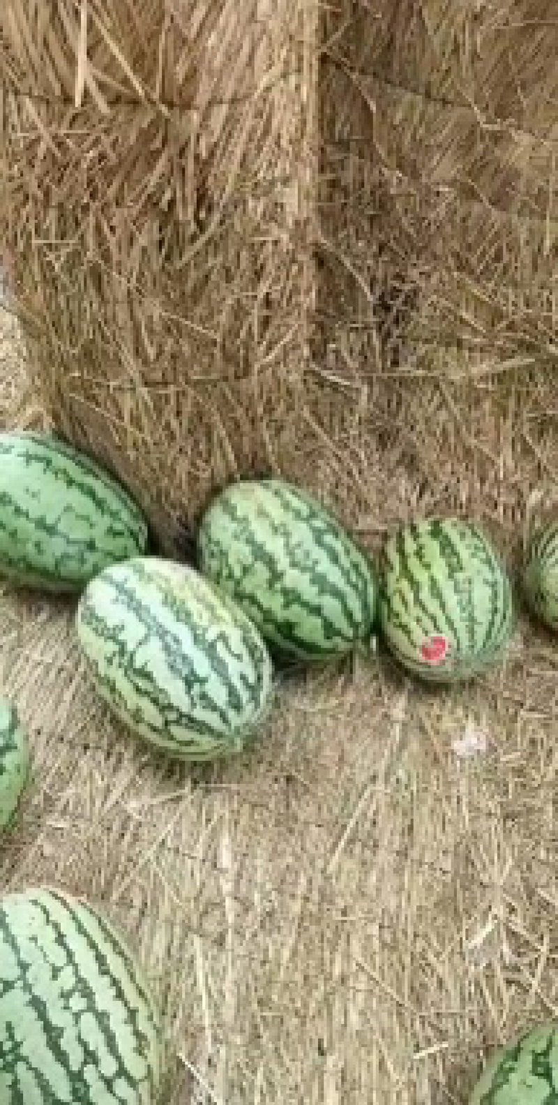 甘肃硒砂瓜，硒砂瓜大量有货提前联系预定，量大优惠