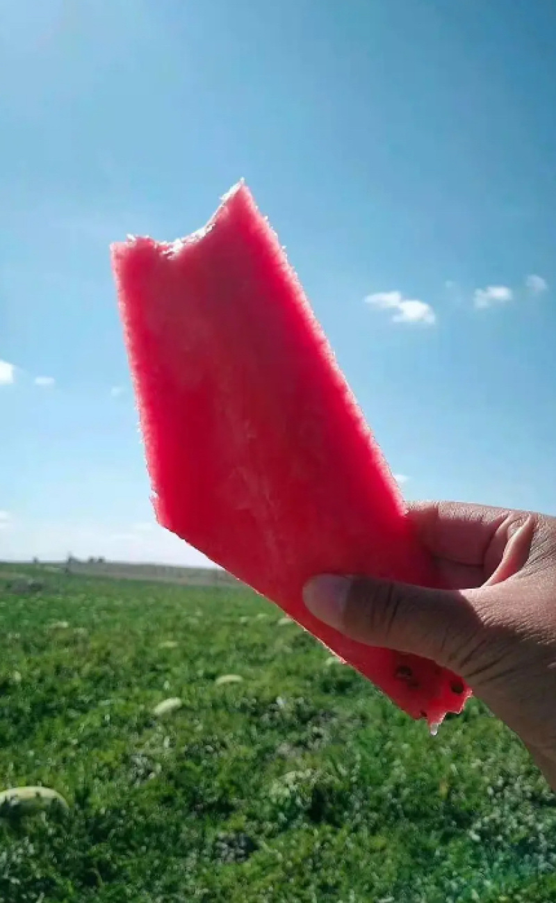 甘肃硒砂瓜，硒砂瓜大量有货提前联系预定，量大优惠