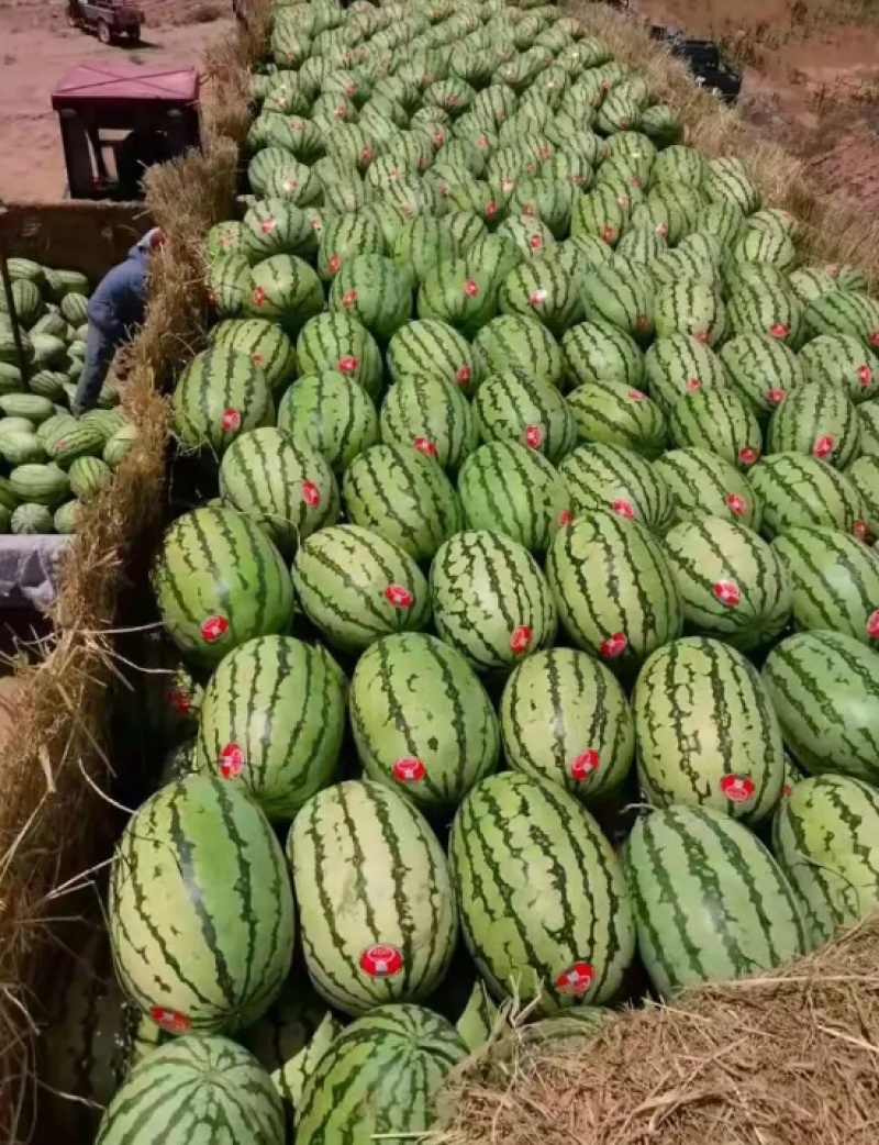 甘肃硒砂瓜，硒砂瓜大量有货提前联系预定，量大优惠