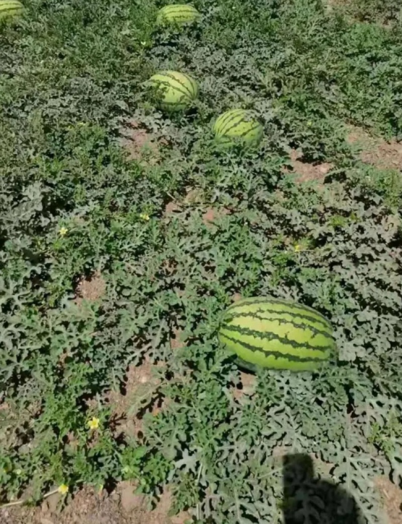 甘肃硒砂瓜，硒砂瓜大量有货提前联系预定，量大优惠