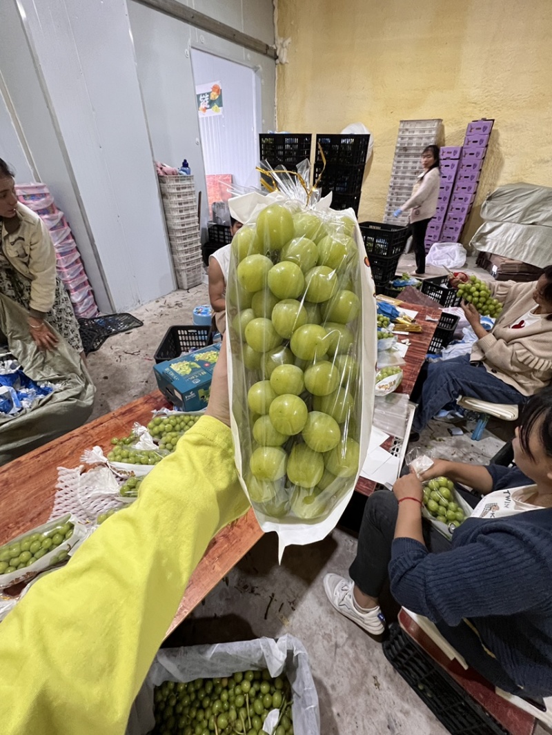 云南宾川，阳光玫瑰，社区团购，市场批发，整车落地配