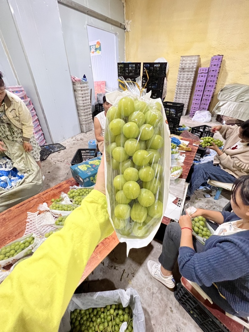 云南宾川，阳光玫瑰，社区团购，市场批发，整车落地配