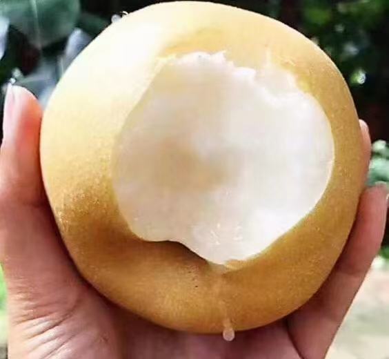 雪梨与海底椰的搭配图