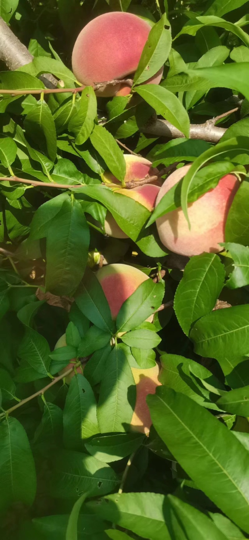 苹果桃，红不软，香脆桃大量上市了