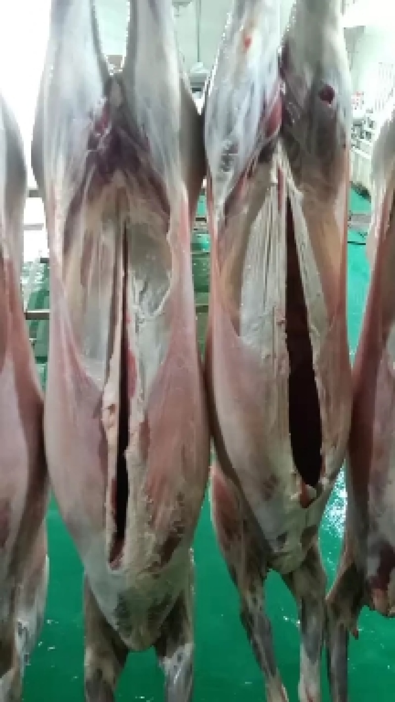 【一件代发】内蒙草地滩羊肉，可全国发货。招内蒙羊肉代理