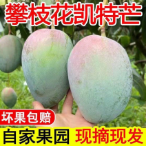 正宗四川攀枝花凯特芒果好吃甜不贵支持一件代发