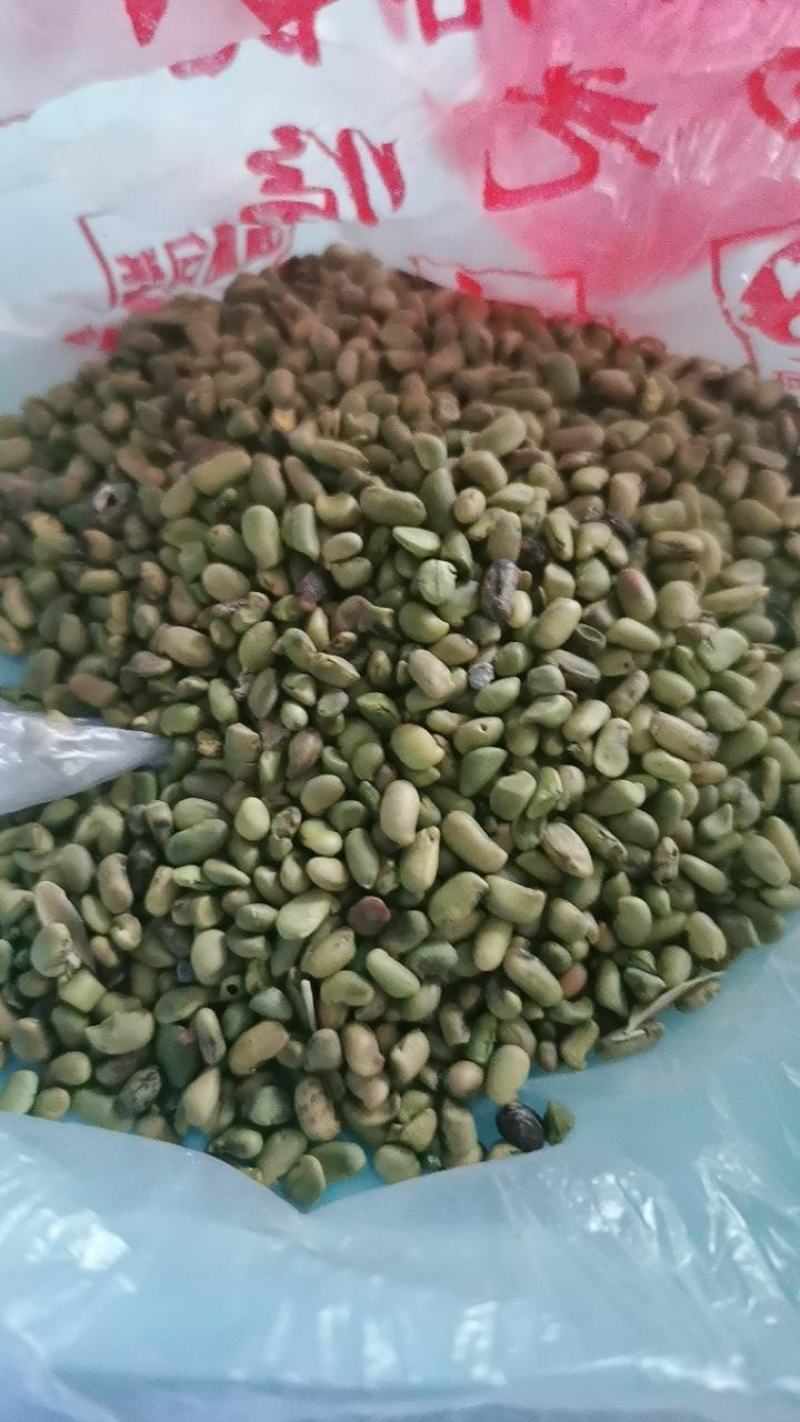柠条种子
