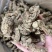 20头无硫当归头