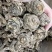 20头无硫当归头
