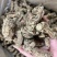 20头无硫当归头