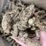 20头无硫当归头