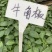 辣椒苗品种齐全厂家直发无中间商赚差价，