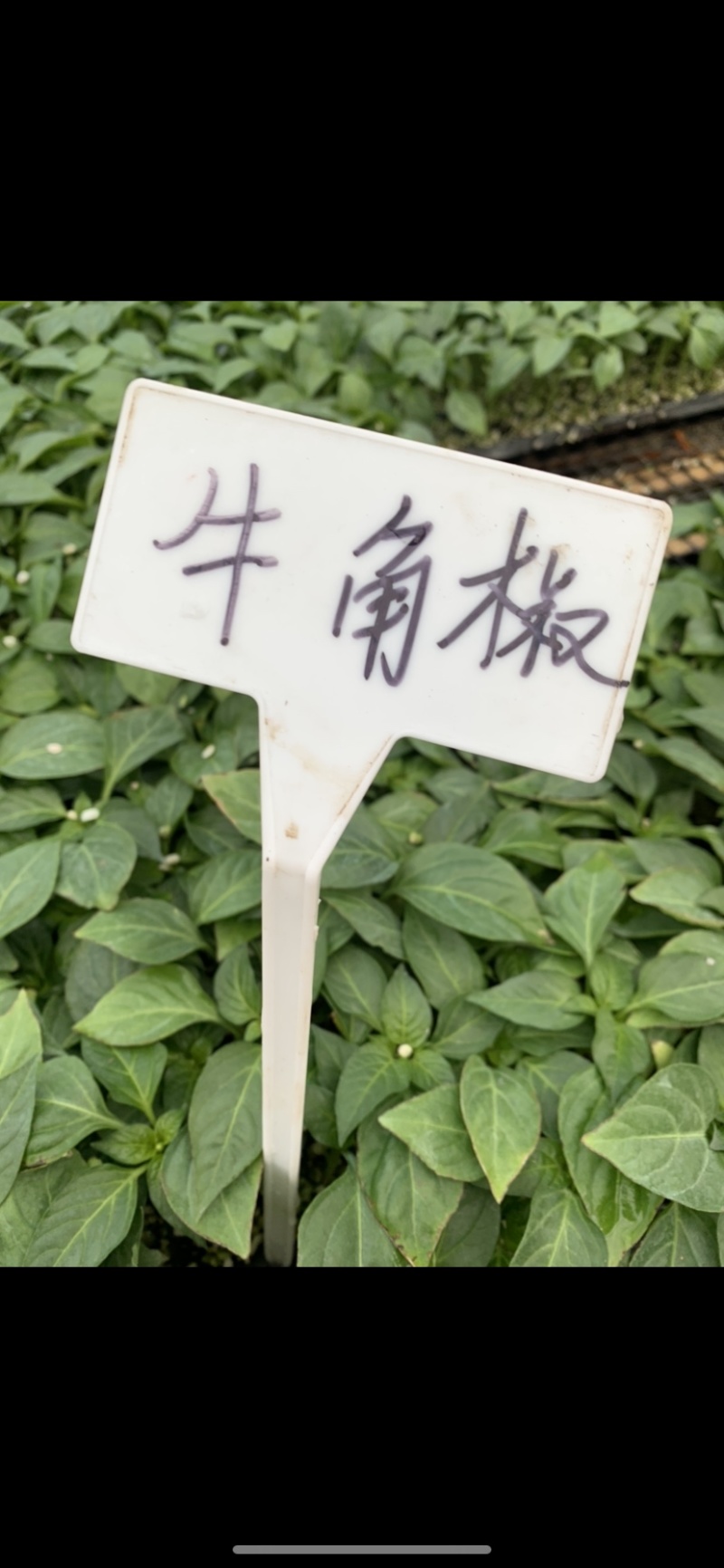 辣椒苗品种齐全厂家直发无中间商赚差价，