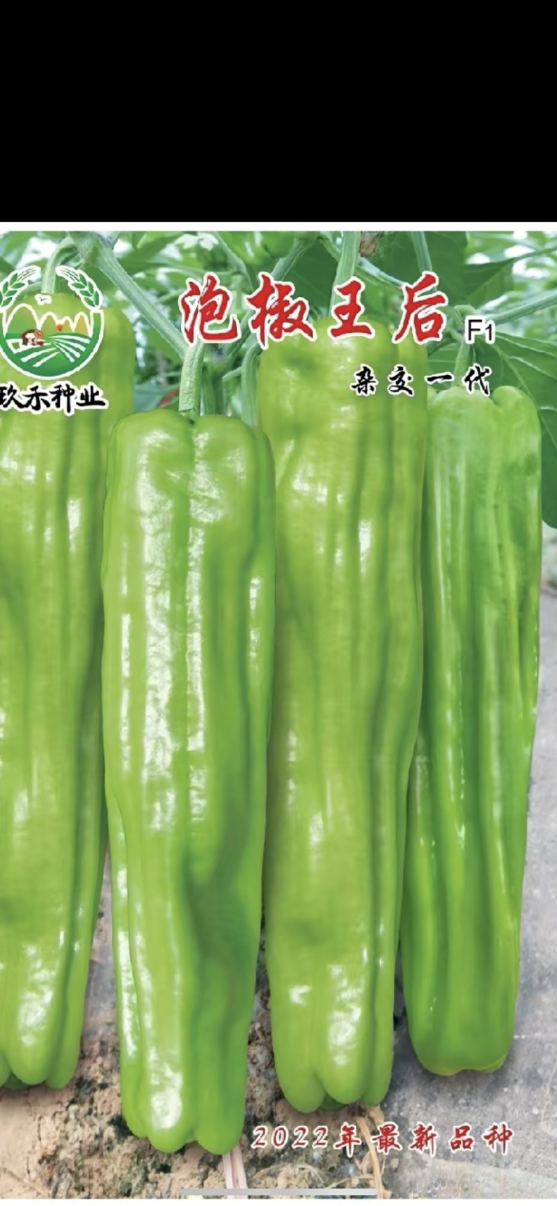 辣椒苗品种齐全厂家直发无中间商赚差价，